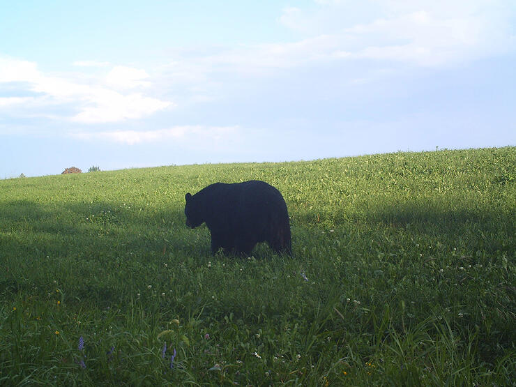 black-bear2