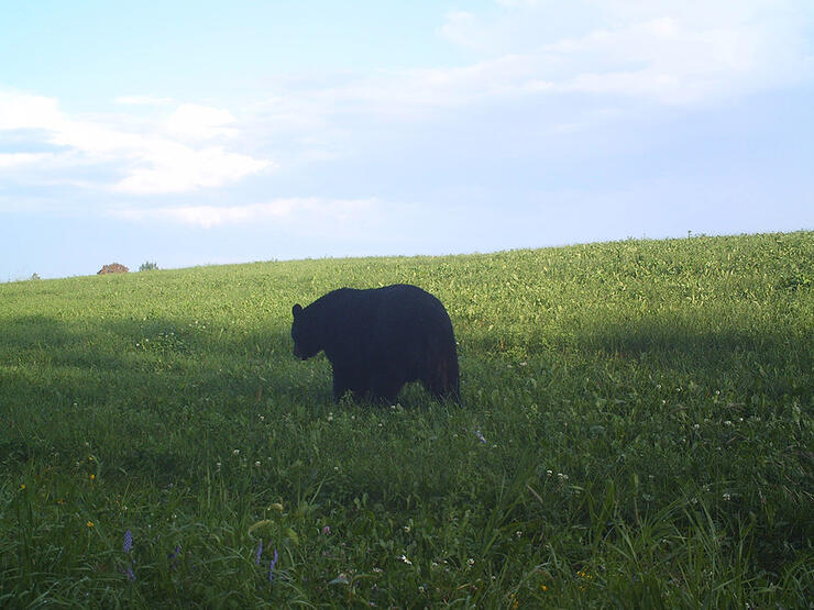 black-bear2