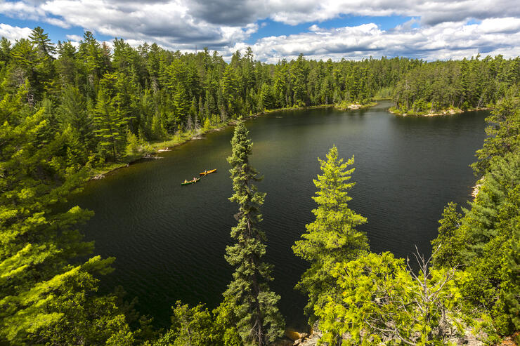 Distant view of 2 canoes on a lake surrounded by large pine trees