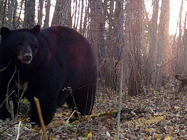 bear-hunting-1