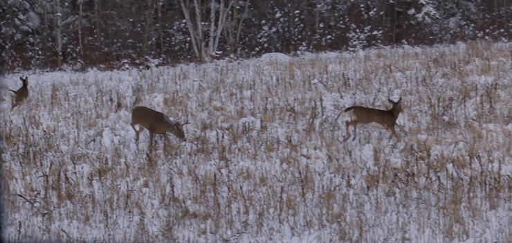 deer-hunting-3