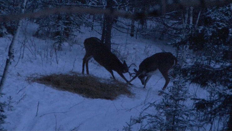 deer-hunting-6