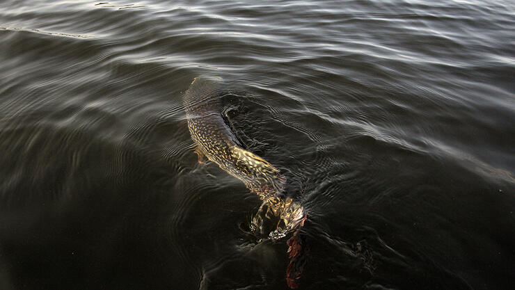 A Multispecies Mecca: Lake of the Woods