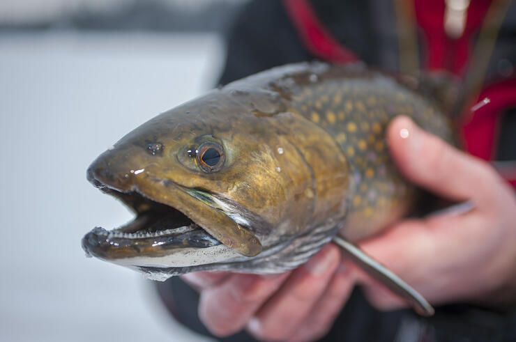 Great way to start the new year! #icefishing #brooktrout #fishing #muskoka  #speckledtrout #trout 