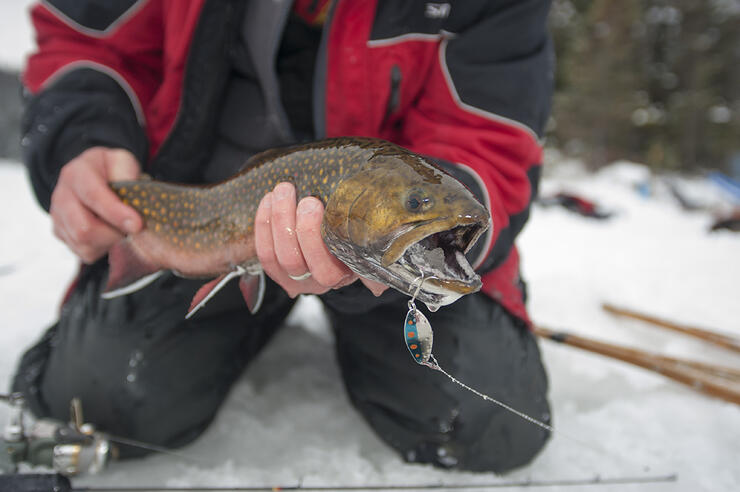 fishing brook trout