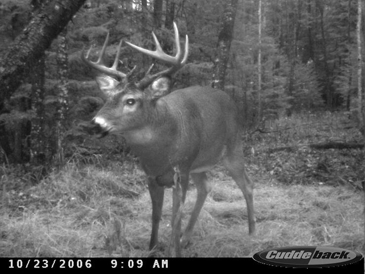 deer on trail cam