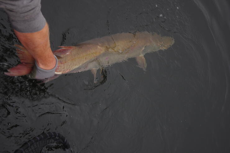 Fall Muskie Fishing in Ontario's Sunset Country