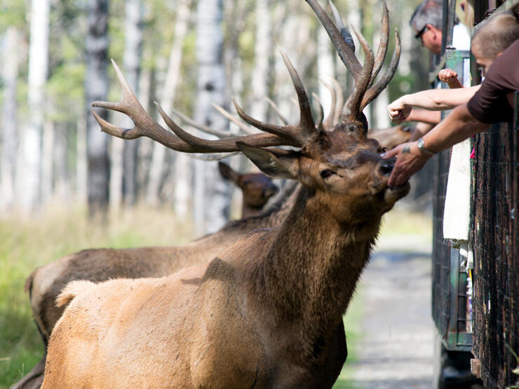 Feeding elk at the Cedar Meadows Resort and Spa 