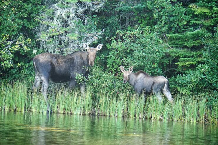 moose bull and cow