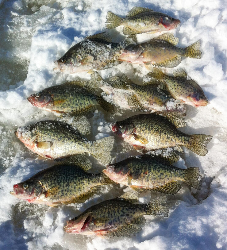 Ice Fishing CRAPPIE Ontario + Bluegill CATCH and COOK + Jay