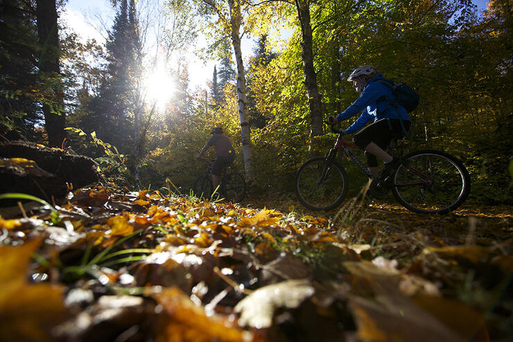 Two cyclists ride through a sunny forest among fallen leaves
