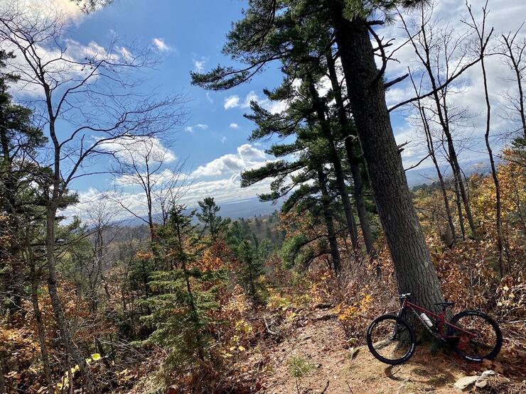 A bike is parked against a tree along a rugged forest bike trail