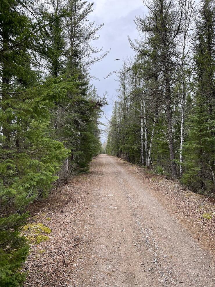 Gravel road running through a northern Ontario forest.