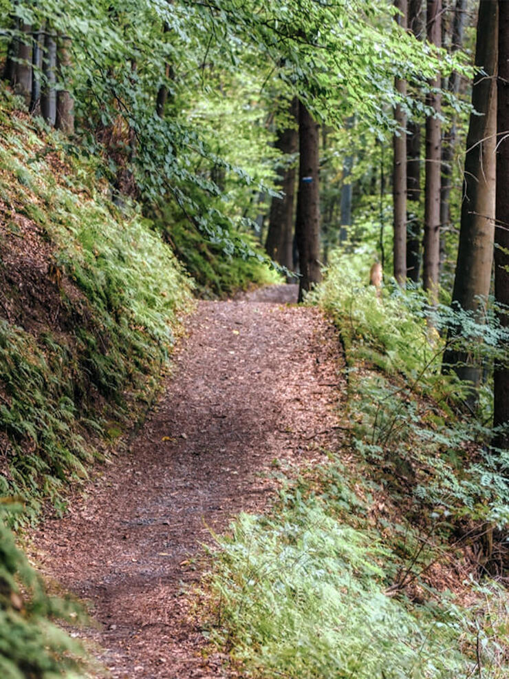 A dirt forest trail for mountain biking and other outdoor activities