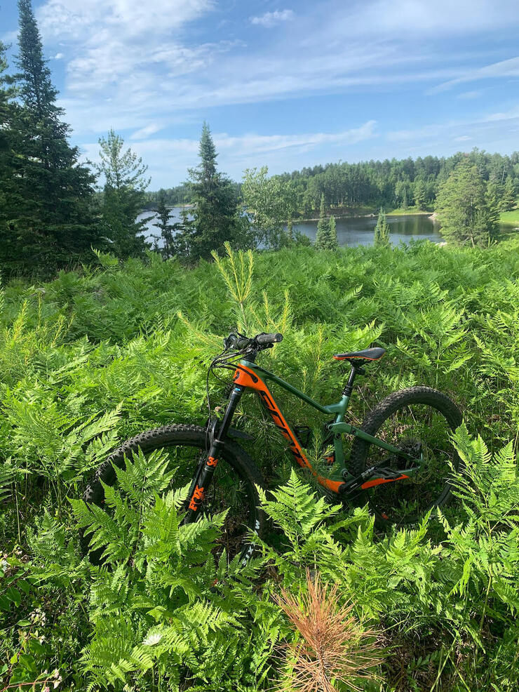A mountain bike is parked among ferns beside a body of water