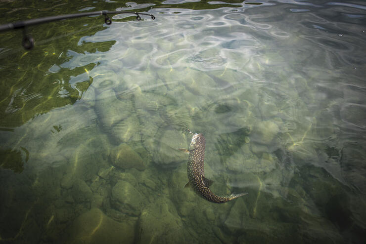 Lake trout being reeled in