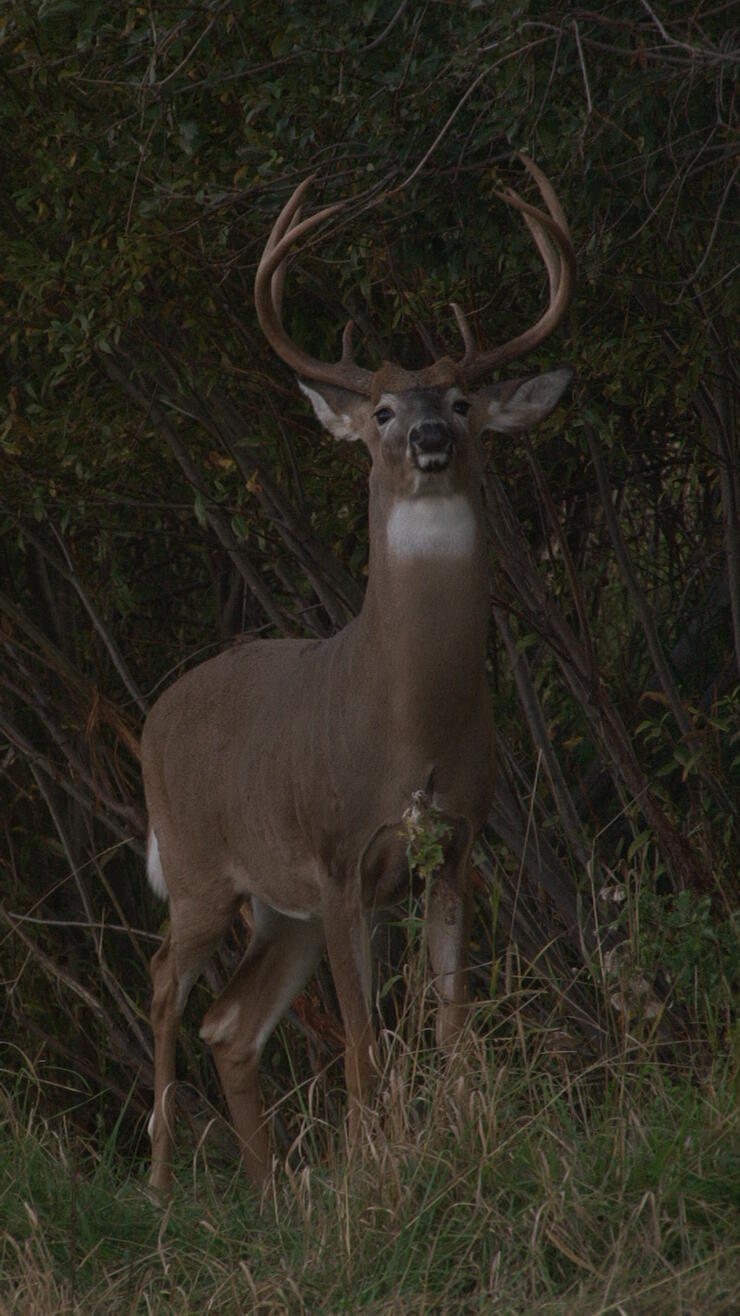 trophy buck