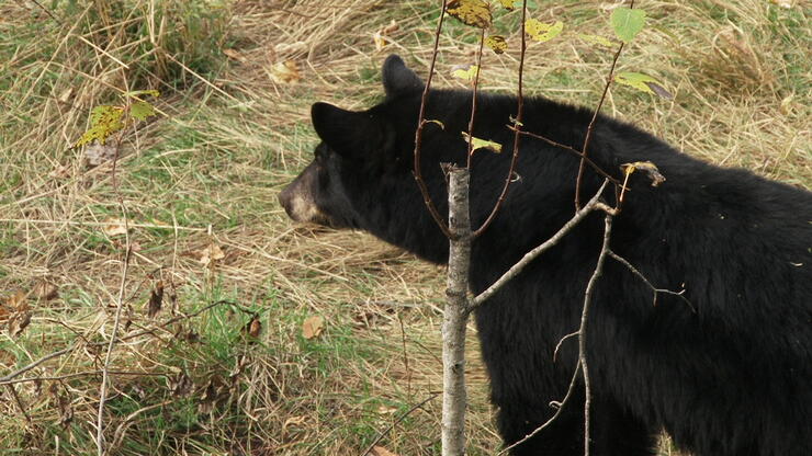 How to scout bait place stands hunt black bears