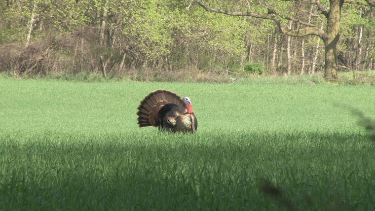 turkey in a field