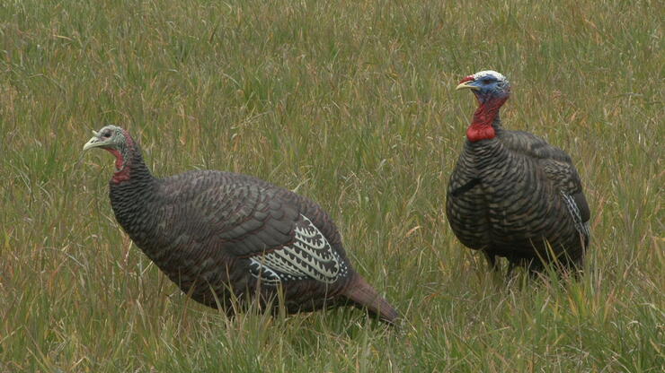 keep calm and hunt turkeys