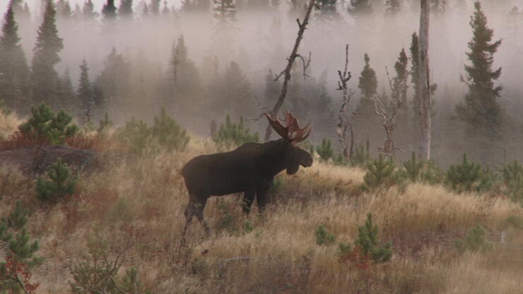 moose-hunt-4