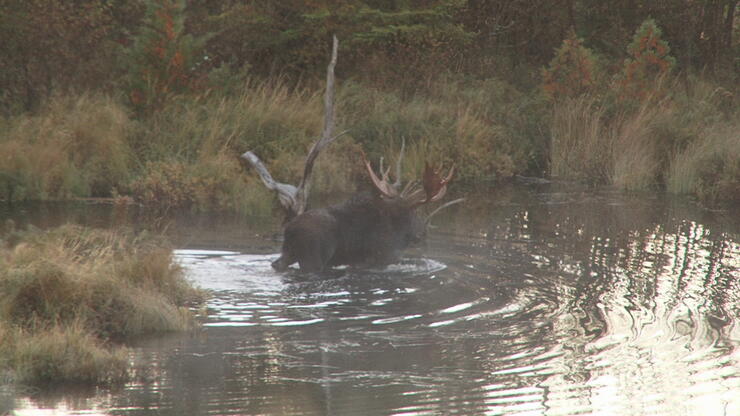 moose-hunt-6