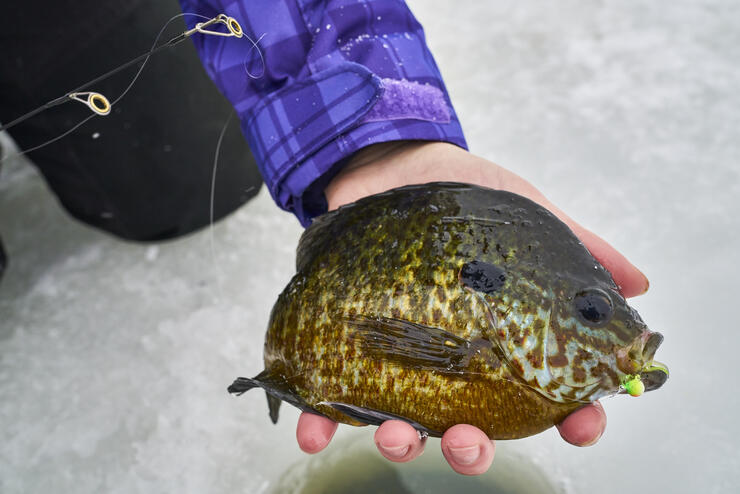 Spotted Bass, Panfish and Trout Top Winter Catches at Rollins Lake