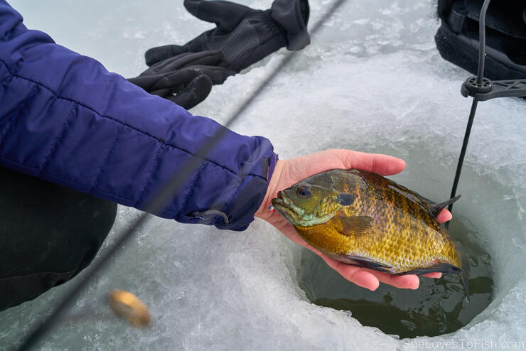 Bill May: Cold water panfish are plentiful this time of year