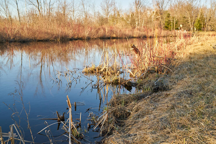 creek shoreline