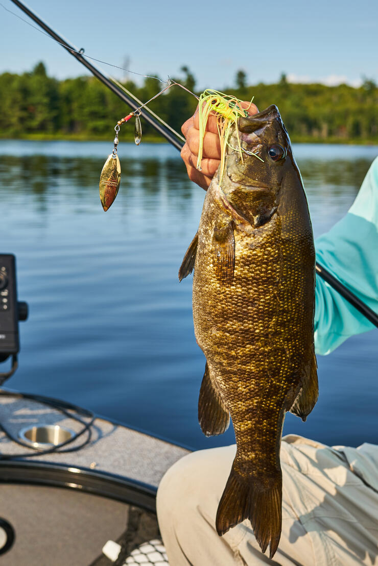 Do trout and rock bass compete for the same nesting sites in a river