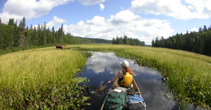 woman in front of canoe paddling towards a moose in marshy area 