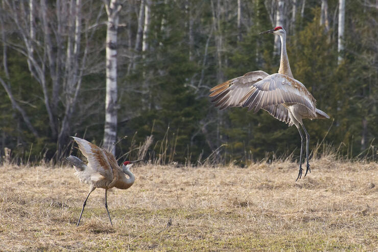 Crop-destroying Sandhill crane will be studied in Sudbury-Manitoulin