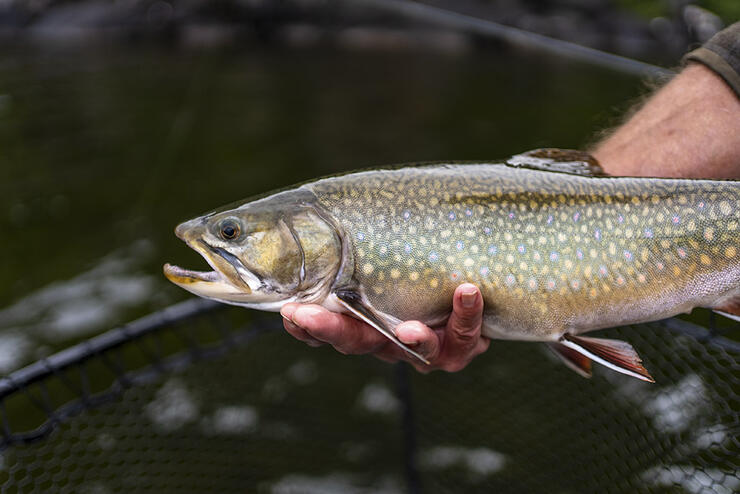 brook-trout-fishing-2