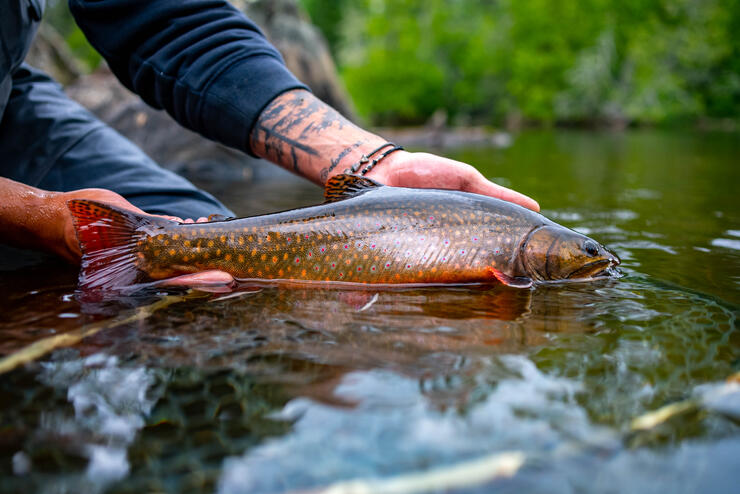 TROUT STREAM FLY-FISHING ROD IN STREAM FOR TROUT SEASON FOR TROUTING BROOK  TROUT