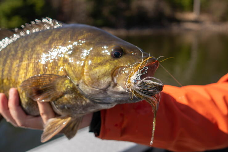 Top Ranked Flies For Catching Brown Trout