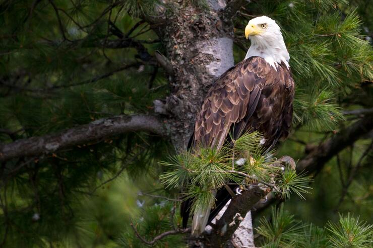 eagle-out-kayak