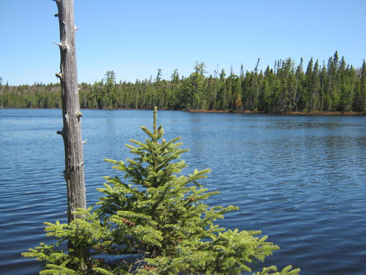 Spring Brook Trout - Colder Than Expected Conditions