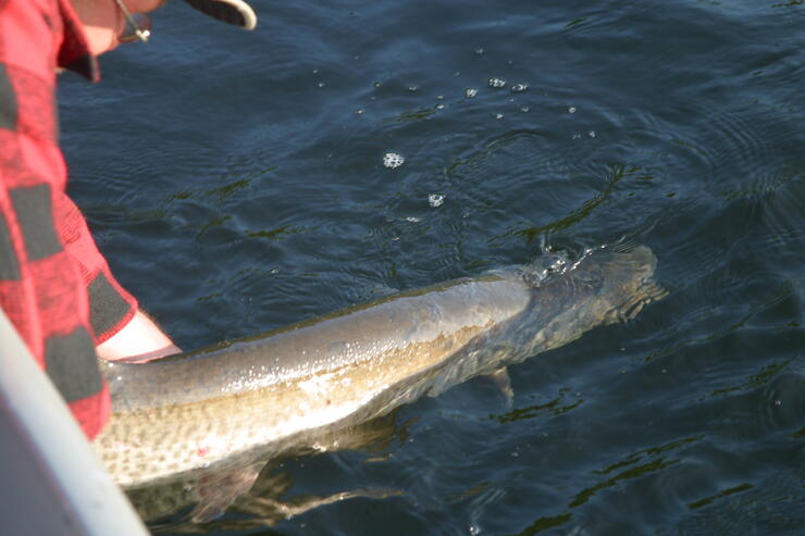 Fall Muskie Fishing in Ontario's Sunset Country