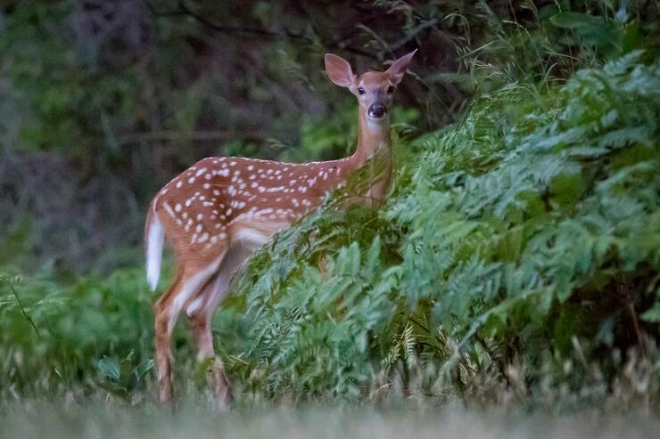 fawn-in-bushes