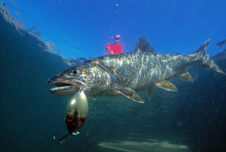 Fishing in Northern Ontario's Superior Country