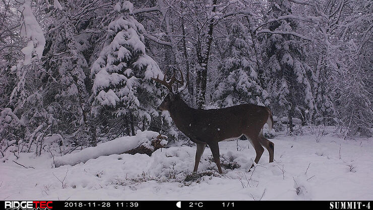 Game Cam Shot