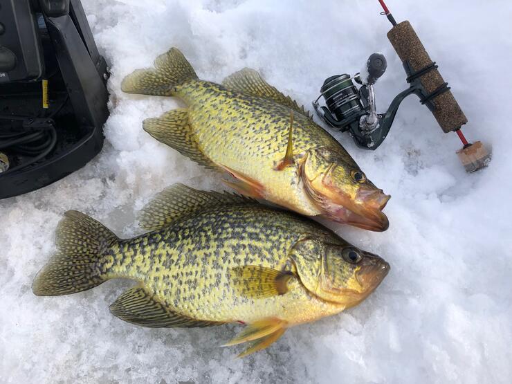 Ice Fishing Tips for Crappie