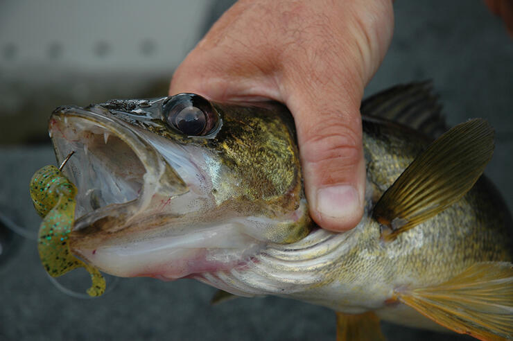 7 Techniques to Land Your Catch