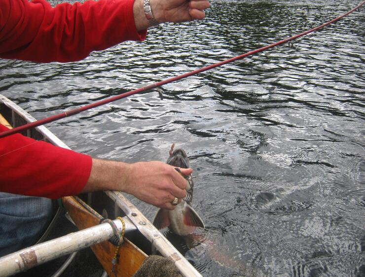 Spring brook trout fishing is a simple but intoxicating experience -  Piscataquis Observer