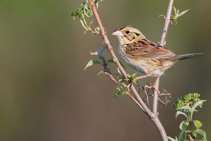 Henslowâ€™s Sparrow sitting on a small tree branch