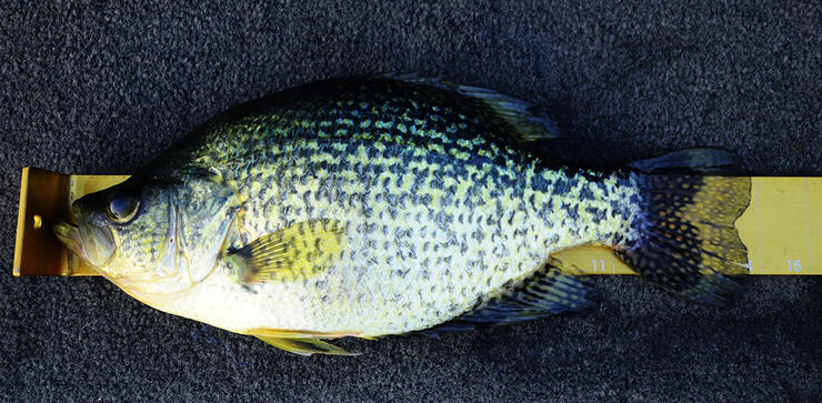 Crappie