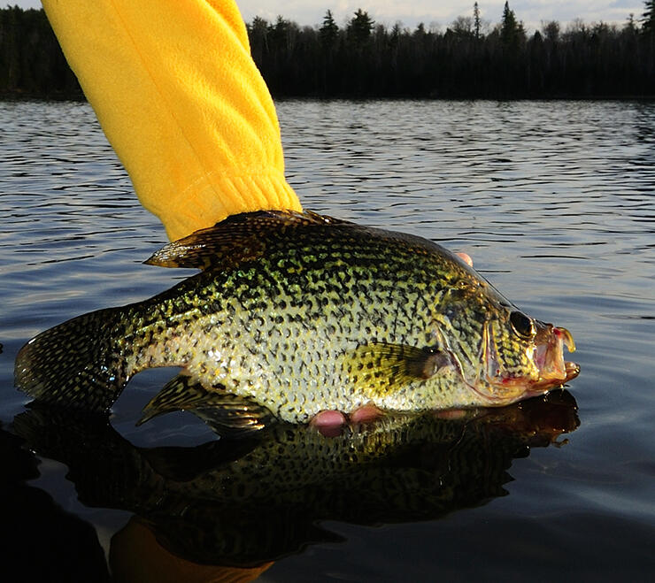 Releasing Crappie