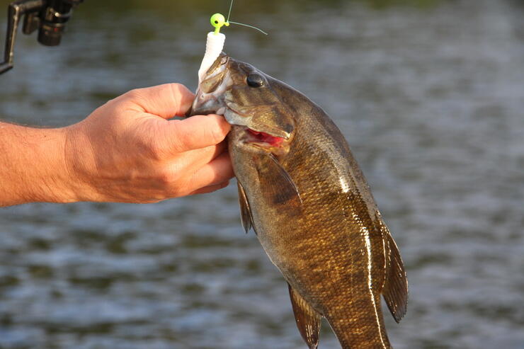 Spring Smallmouth Bass in Northeastern Ontario