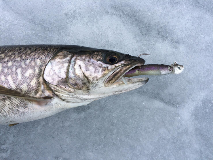 Ice Fishing Jigs working for Lake Trout in May – Nature Into Action