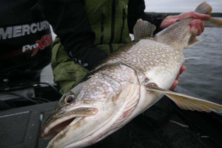 Ice-out Lake Trout Fishing